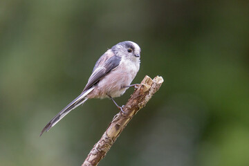 Long-Tailed Tit (Aegithalos caudatus) perched on the end of a branch - Yorkshire, UK in September