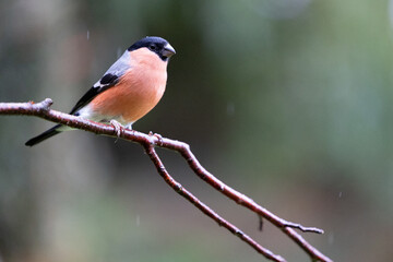 Adult male Eurasian Bullfinch (Pyrrhula pyrrhula) in light Autumn rain	- Yorkshire, UK in November.