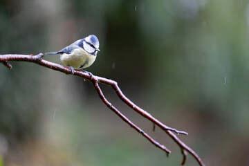 Blue Tit (Cyanistes caeruleus) in light Autumn rain	- Yorkshire, UK in November.