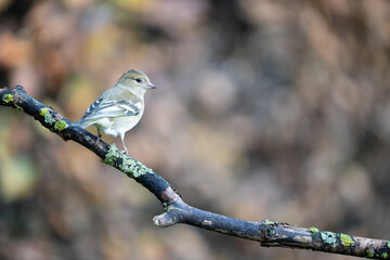 Common Chaffinch (Fringilla coelebs) on a branch with an Autumnal brown background - Yorkshire, UK in November