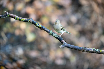 Common Chaffinch (Fringilla coelebs) on a branch with an Autumnal brown background - Yorkshire, UK in November