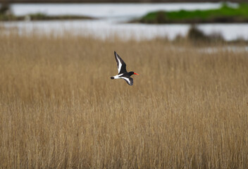Naklejka premium Oystercatcher flying over the reeds