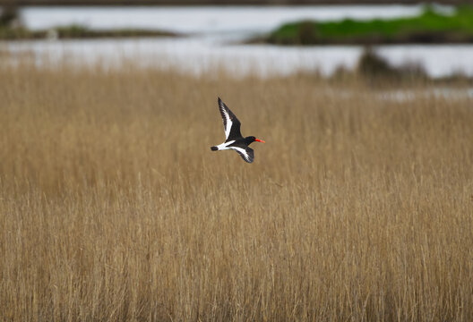 Oystercatcher flying over the reeds