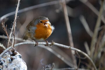 European Robin (Erithacus rubecula) eats homemade fat ball - Yorkshire, UK in January