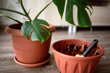View of an empty flower pot and a garden yellow spatula on the background of a beautiful monstera plant. Transplanting of home flowers, care and gardening in an apartment or in a house.