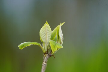 
Hydrangea aspera ssp. New plant (young leaves). Hanover, Germany.
