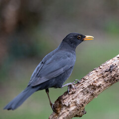 Adult male Blackbird (Turdus merula) on a branch - Yorkshire, UK in February