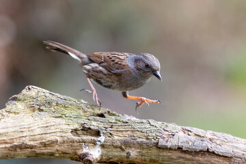 Small, brown bird, a Dunnock (Prunella modularis) - jumps into the air from a branch - Yorkshire, UK	in February