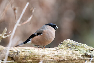 Female Eurasian Bullfinch (Pyrrhula pyrrhula) on a thick branch -Yorkshire, UK in February