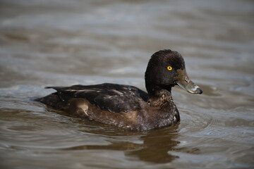 Tufted Female Duck Side view i