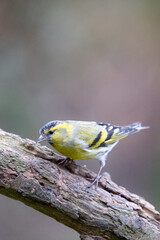 Male Siskin (Carduelis spinus) on a thick branch. Yorkshire, UK
