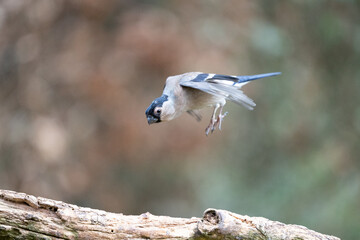 Female Eurasian Bullfinch (Pyrrhula pyrrhula) jumps up from, and lands on a branch - Yorkshire, UK in February