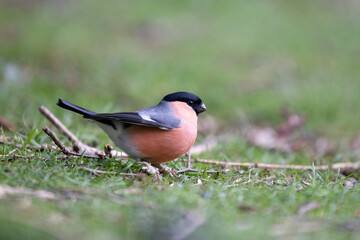 Adult male Eurasian Bullfinch (Pyrrhula pyrrhula) with scaly legs, on the ground - Yorkshire, UK in March