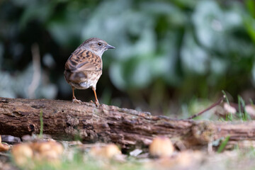 Back view of a Dunnock (Prunella modularis) that is perched on top of a piece of wood in a hedge - Yorkshire, UK in March