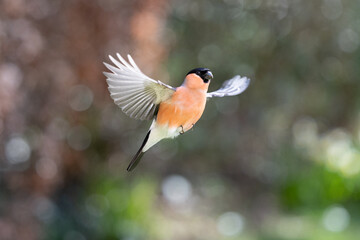 Eurasian Bullfinch (Pyrrhula pyrrhula) Brightly coloured male in flight, flying with wings spread. Yorkshire, UK in March