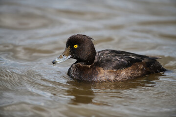 Tufted Female Duck left Side