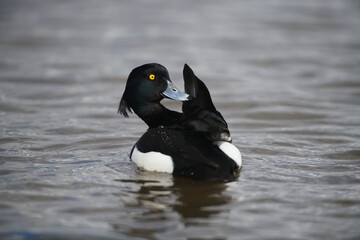 Tufted Male Duck in the water back