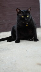 black cat sit on the floor