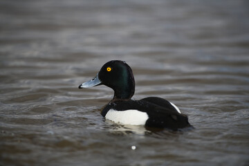 Tufted Male Duck in the water side