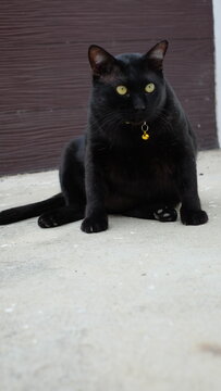 black cat sit on the floor