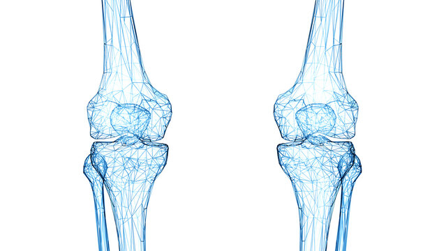3d rendered medical illustration of a wireframe style knee joints