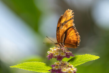 butterfly on flower