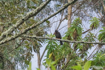 Great thrush (Turdus fuscater) perched in a tree on the road to Lago Mojanda, above Otavalo, Ecuador