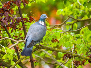 Pigeon on branch among colorful foliage