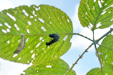 Caterpillars pinning on a leaf on the road to Lago Mojanda, above Otavalo, Ecuador