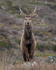 Naklejka na ściany i meble Red deer stag (Cervus elaphus) standing on the moorland, Isle of Mull, Scotland