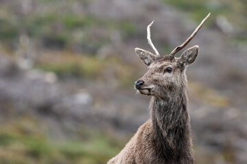 Red deer stag (Cervus elaphus), Isle of Mull, Scotland