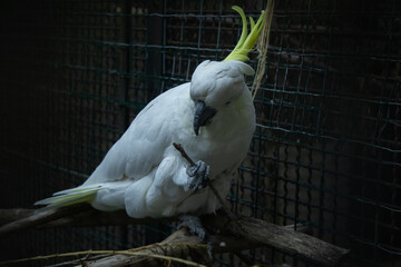 white parrot on a branch © klemen