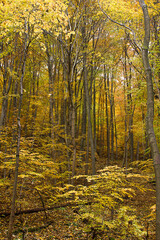 an autumn forest landscape. Autumn deciduous forest