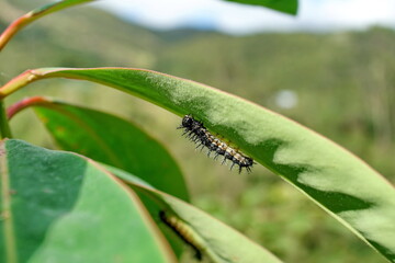 Caterpillar on a leaf on the road to Lago Mojanda, above Otavalo, Ecuador