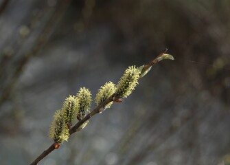 blossoming willow tree with catkins and yellow pollen close up