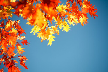 Nature is the greatest artist. Shot of yellow and red autumnal leaves.