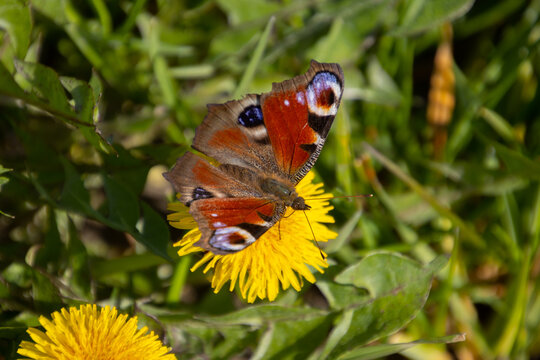 Peacock butterfly on a yellow blossom of a dandelion also called Aglais Io