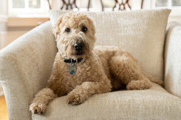 A brown, soft-coated wheaten terrier dog sitting on a brown chair with a blurred background. - obrazy, fototapety, plakaty