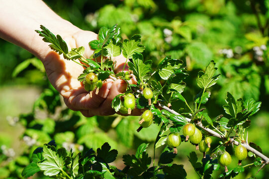 Gardener picking gooseberries on a sunny summer day	
