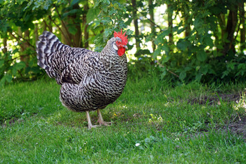 Chickens in free range in the garden on his sunny summer day	