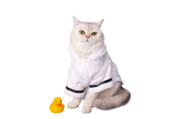 white cat is sitting in a white bathrobe, isolated, next to a yellow rubber duck, looking at camera.