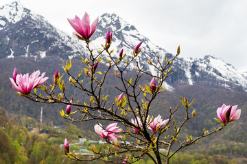 Pink magnolia flowers blooming tree in the wild against the background of snowy mountains. Magnolia...