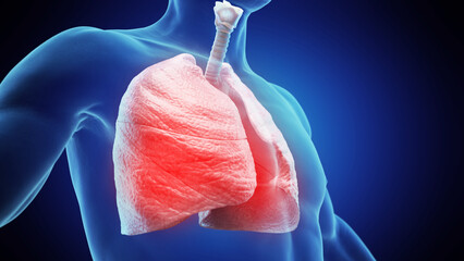 3d medical illustration of a man's lungs