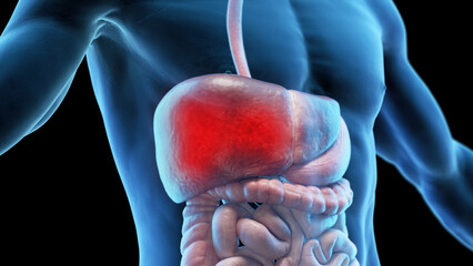 3d medical illustration of a man's liver - obrazy, fototapety, plakaty