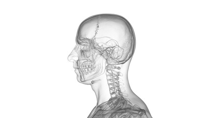 3D Rendered Medical Illustration of a man's bones of the head and upper back