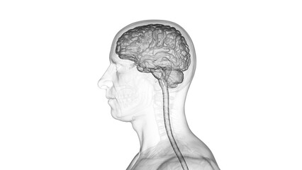 3d medical illustration of the nervous system
