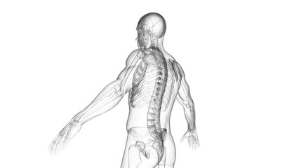 3d medical illustration of the spine - 596364190
