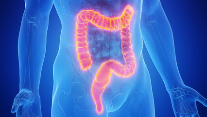 3D medical illustration of the rectum - obrazy, fototapety, plakaty