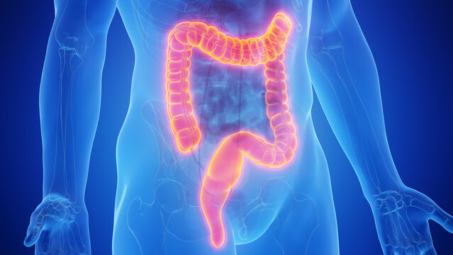 3D medical illustration of the rectum