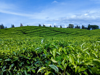 Fototapeta na wymiar Sidamanik Tea Plantation North Sumatra, Indonesia. With selective focus and hard sunlight and blue sky